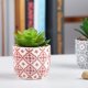 thumbnail image 5 of Suculentos artificiales Mini plantas falsas realistas con macetas de plástico para la decoración para hogar y de realistas de plástico fino Estilo3 Macarena Plantas suculentas falsas, 5 of 7