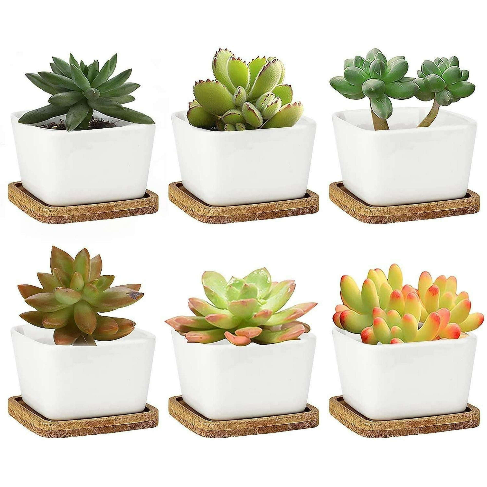 Succulent Plant Pots 2 56 Inch Mini Pot White Ceramic Small Square Cactus Planter With Bamboo Tray For Office Home Kitchen Desktop Garden Decor Plants Not Included Canada Succulent Plant Pots 2 56 Inch Mini, Plants For Small Patio Pots