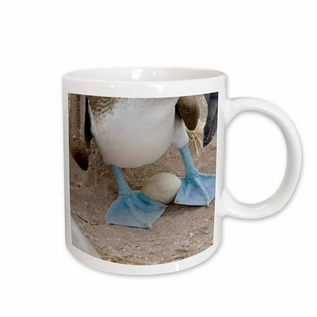 

3dRose Ecuador Galapagos Espanola Punta Suarez. Blue-footed booby on egg Ceramic Mug 15-ounce