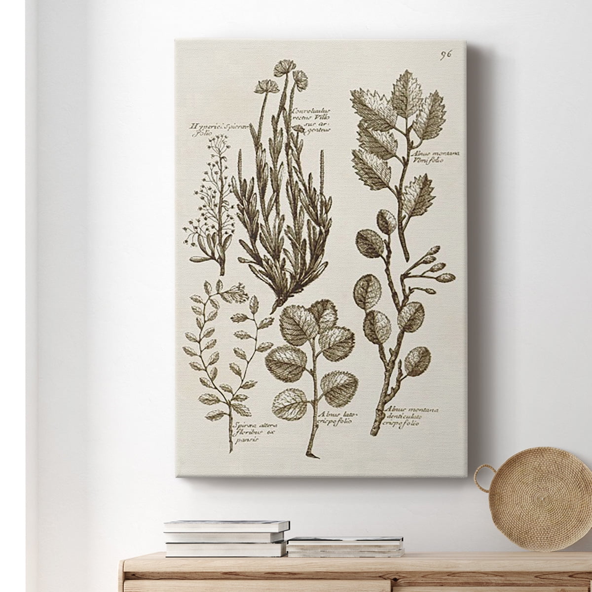 Sepia Botanical Journal VIII Premium Gallery Wrapped Canvas - Ready to Hang