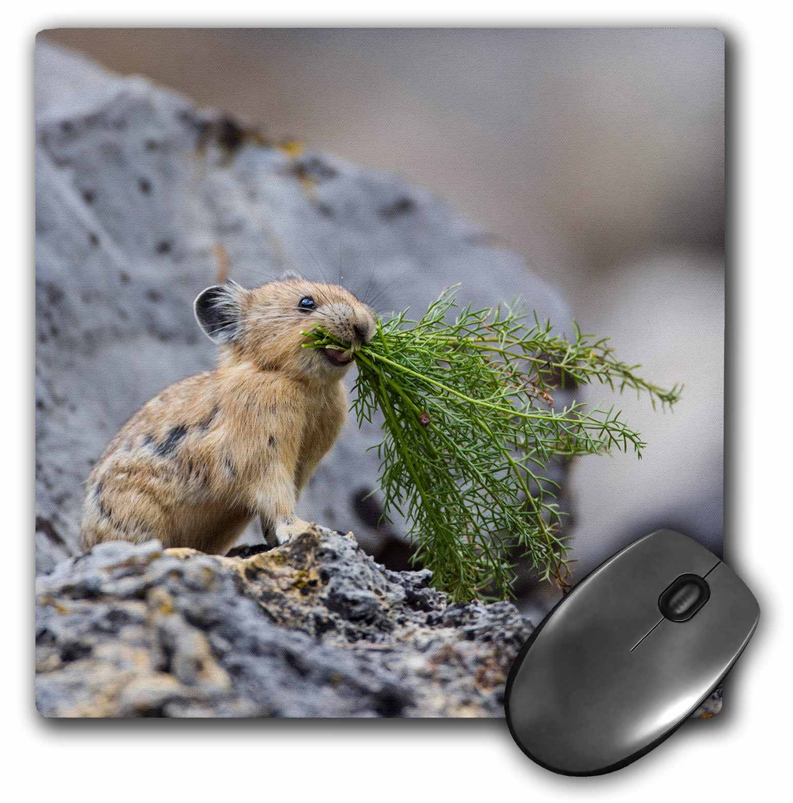 3dRose USA, Wyoming, Pica gathering plants for winter food - Mouse Pad ...