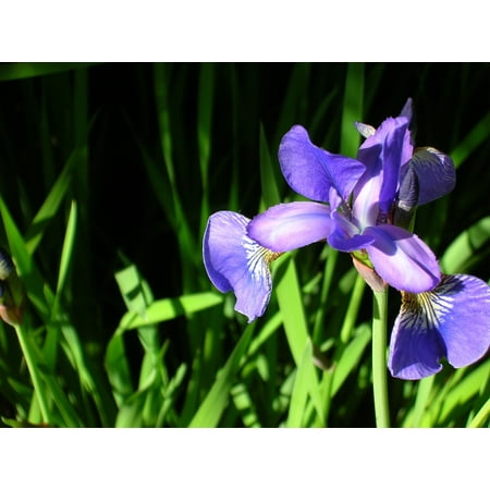 Peel-n-Stick Poster of A Garden Plant Flower Garden Plant Iris Flowers Poster 24x16 Adhesive Sticker Poster
