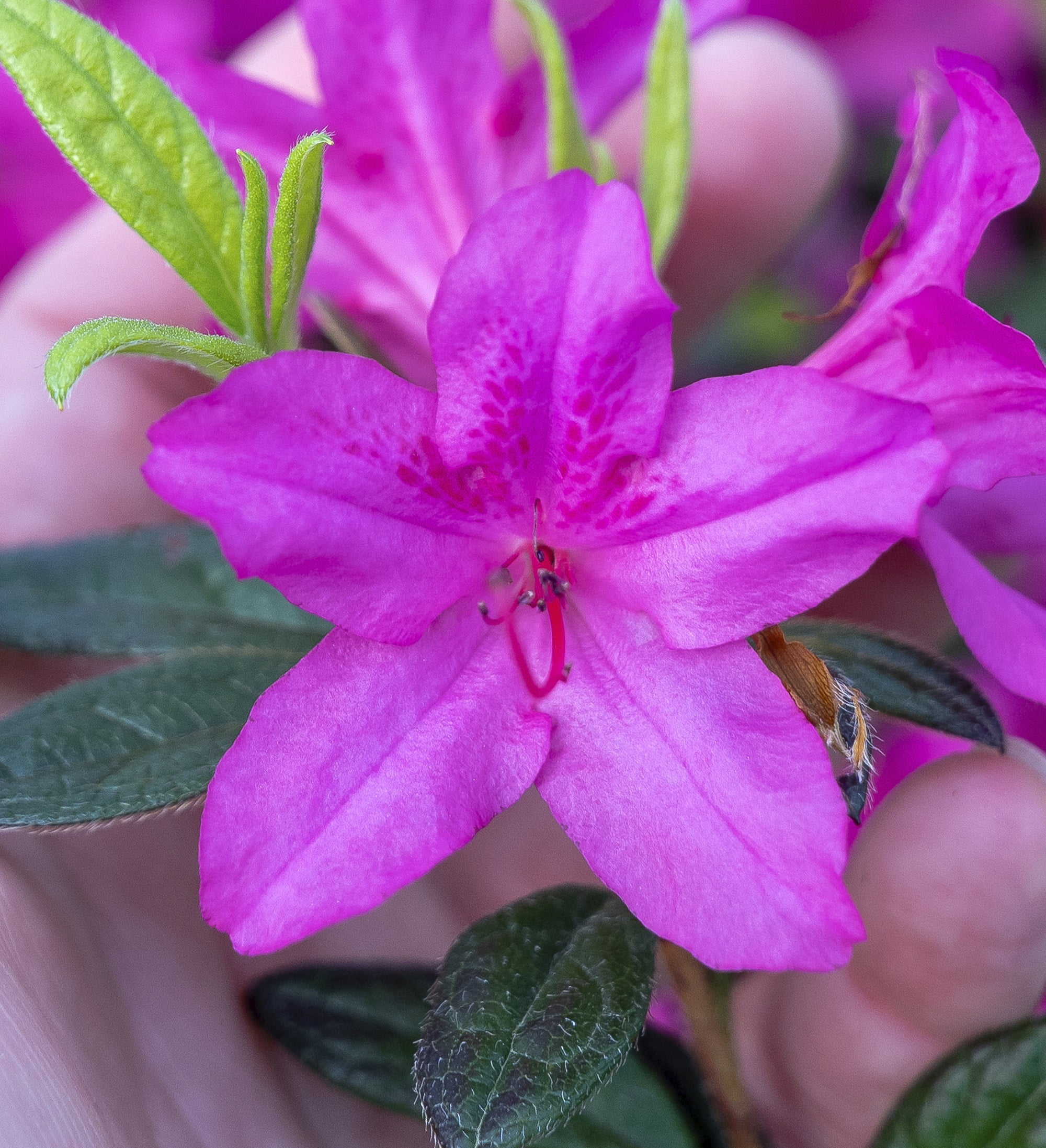 Encore Azalea Autumn Amethyst (1 Gallon) Lavender Purple Flowering