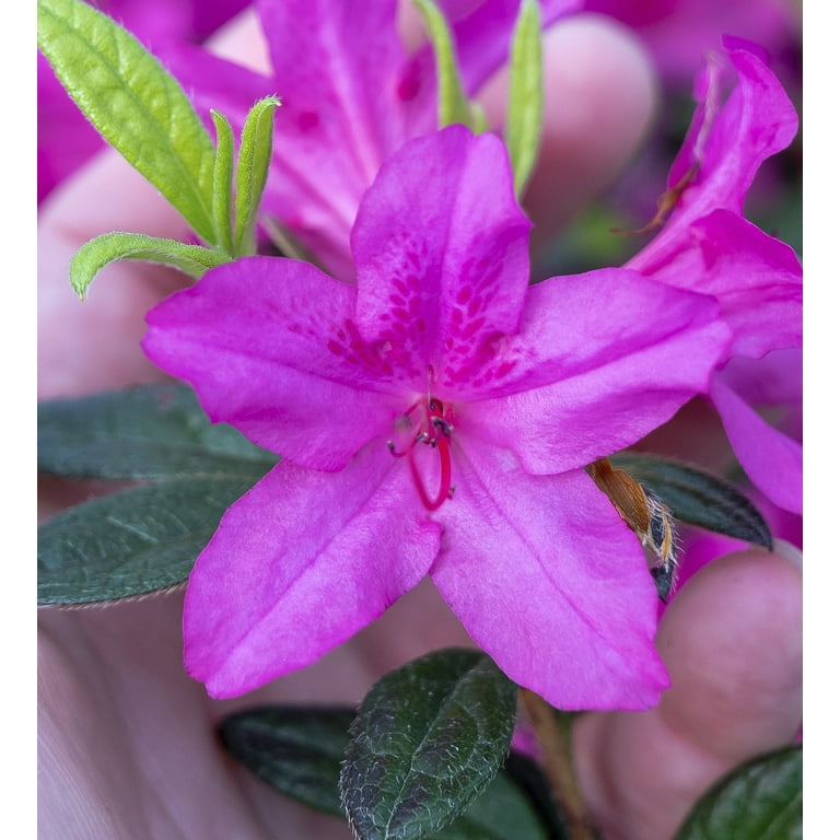 Encore Azalea Autumn Amethyst (1 Gallon) Lavender Purple Flowering