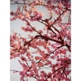 thumbnail image 2 of Cherry Blossoms II Poster Print by Susan Bryant (18 x 24), 2 of 2