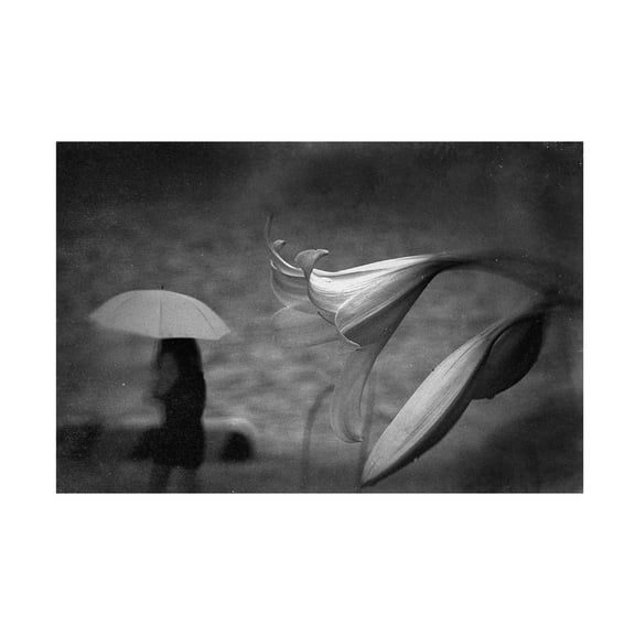 Canvas Wall Art - Teruhiko Tsuchida 'Rainy Floral' Wall Art for Living Room, Bedroom, or Office Décor by Trademark Fine Art - 19 x 12 Inches