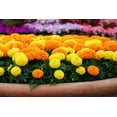 thumbnail image 2 of Marigold Cracker Jack Seeds for Planting - 1,000+ Seeds - Beautiful Multi Colored Flowers, 2 of 3