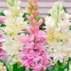 Tuberose, Low Maintenance - Easy Grow - Ideal for Beds Borders, Plant Pots & Planters