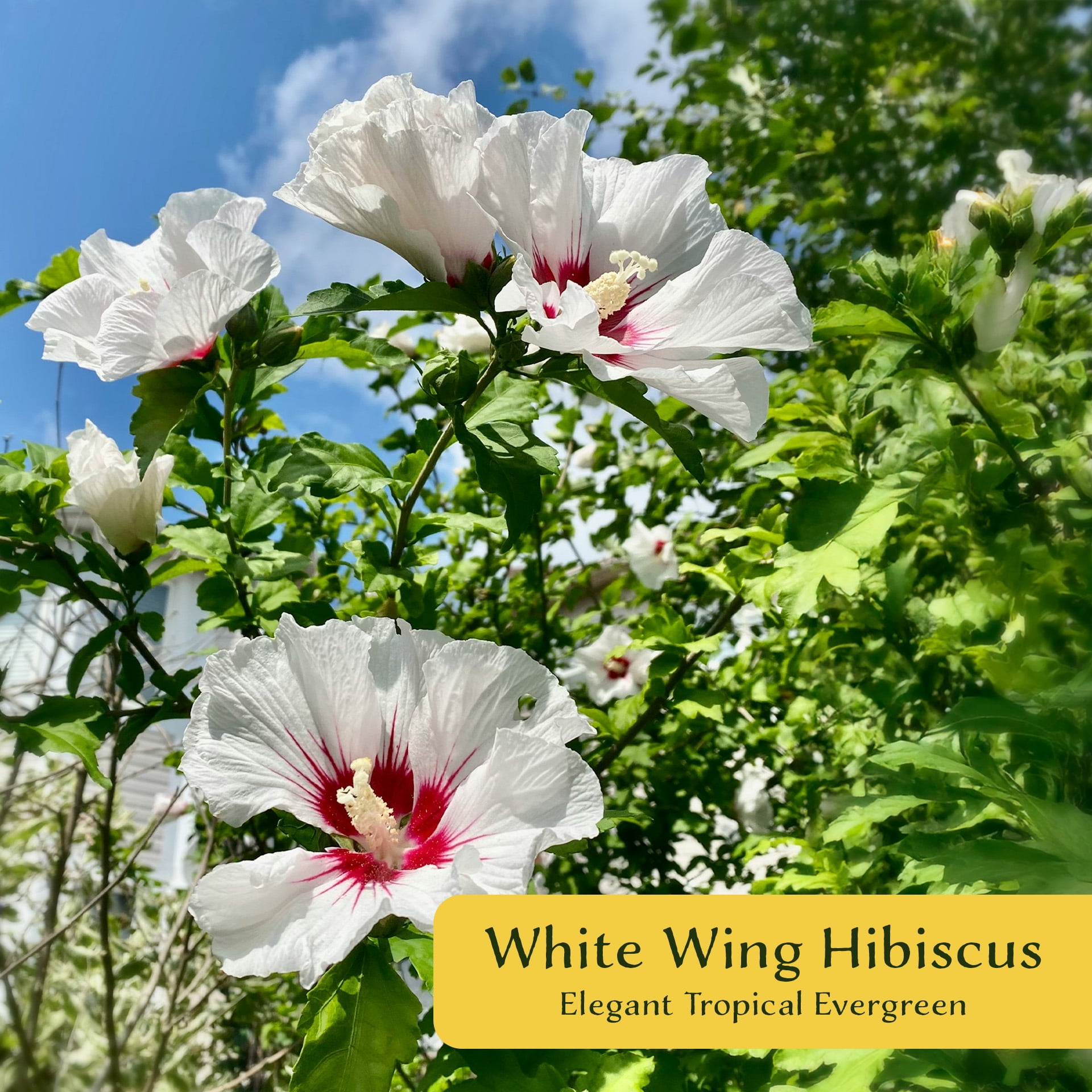 2 White Wing Hibiscus – Live Plants in 2.5-Inch Nursery Cubes | Hibiscus rosa-sinensis | Tropical Evergreen Shrub with White and Pink Pollinator-Friendly Flowers