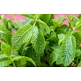 thumbnail image 3 of Peppermint Seeds/ Perennial/ Full Sun/ 400K Seeds 1 oz/ Zellajake Farm and Garden - B321, 3 of 5