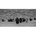 thumbnail image 2 of The Yellowstone Collection 32x18 Black Ornate Wood Framed with Double Matting Museum Art Print Titled - Bison on the move, Lamar Valley, Yellowstone National Park, 2 of 4