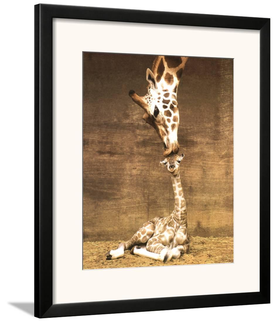 Giraffe, First Kiss Framed Art Print Wall Art by Ron DRaine 20.5x24