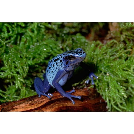 Native American Paint - Blue Poison Dart Frog native to South America Poster Print by Gerry Ellis