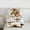 Brown Wheat White, variant on 3-Piece Queen Size Comforter Set - Horse Floral Farm Print