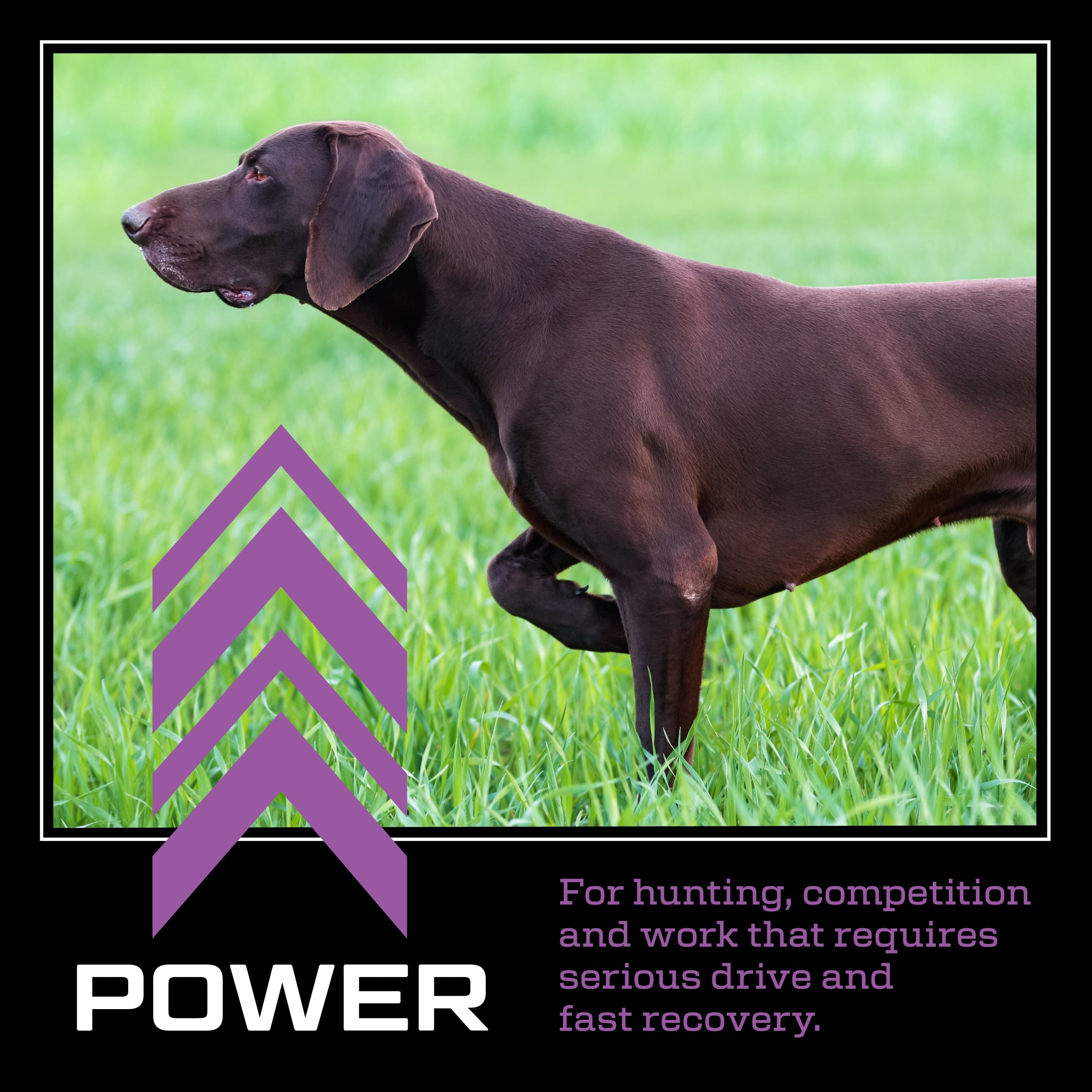 43901-Power 30K Kinetic Dog food 35 lb.