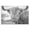 Monochrome Longhorn Cattle Closeup, variant on Stupell Industries Farmhouse Highland Sepia Sketch Canvas Art, 24 x 16, by Kim Allen