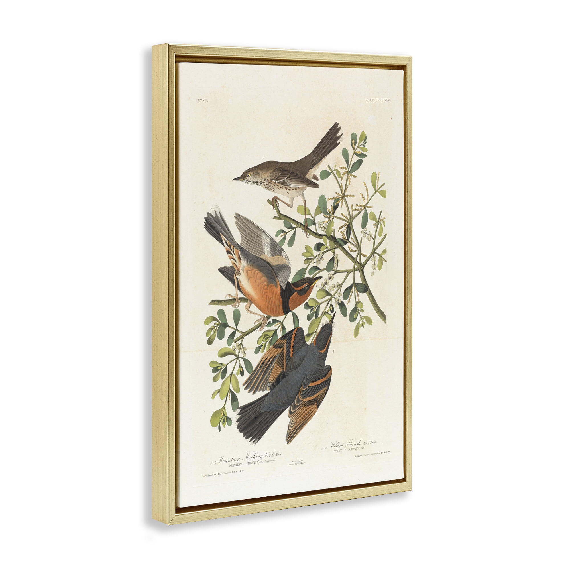 Stupell Industries Classic Audubon Bird Study Animals Painting Gold Floater Framed Canvas Art Print Wall Art, 21 x 31