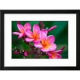 thumbnail image 2 of Branch of Tropical Pink Flowers Frangipani Plumeria on Dark Green Leaves Background, Botanical Framed Art Print Wall Art by Iryna Rasko Sold by Art.Com, 2 of 6