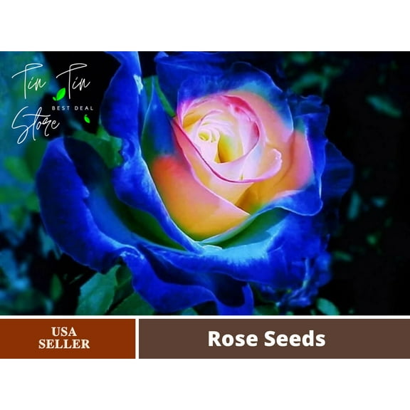 30 Rare Seeds| English Blue and Yellow Rose #1126 |BUY 4 GET 1 FREE|
