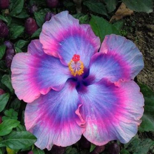 20 Pink Blue Hibiscus Seeds Perennial Flower Flowers Seed Bloom Garden Tree