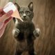 thumbnail image 4 of unbranded Botella De Alimentación Para Mascotas Fácil De Usar Para Cachorros Y, 4 of 7