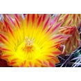 thumbnail image 1 of Cactus Flower I Poster Print by Douglas Taylor (12 x 18), 1 of 1