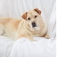 thumbnail image 5 of Manta Sherpa de Blanket Genteele, supersuave y reversible, 150 x 180 cm, 5 of 6