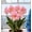 B, variant on Variegated Amaryllis, Hardy Perennial Garden Decor for Plant Hangers & Outdoor Low Maintenance (Boom year and year)