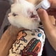 thumbnail image 5 of Cats Grooming Wrap Self-Adherent Scratch Escape Calming Wrap For Nail Clipping- Multifunctional Pet Tool, 5 of 9