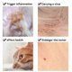 thumbnail image 4 of New 8 Month Flea & Tick Prevention Collar For Cats Dog Harness Mosquitoes Repellent Collar Insect Mosquitoes Luminous Collar, 4 of 5