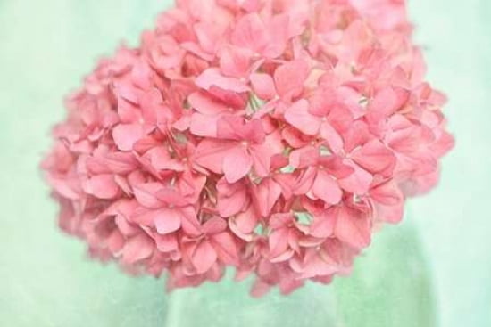 Hydrangea Canvas Ar