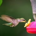 thumbnail image 4 of Hummingbird Feeder Replacement Flowers Bird Feeding Ports Feeders for Outdoors Red 10 Pack, 4 of 6