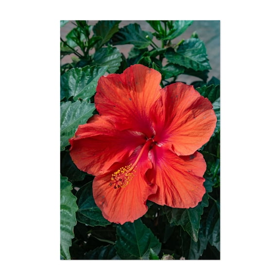 Hibiscus Bloom - Chestertown Maryland Photography Floral Flowers Botanical Tropical Garden Nature Summer Unframed Wall Art Print 4 x 6 inches