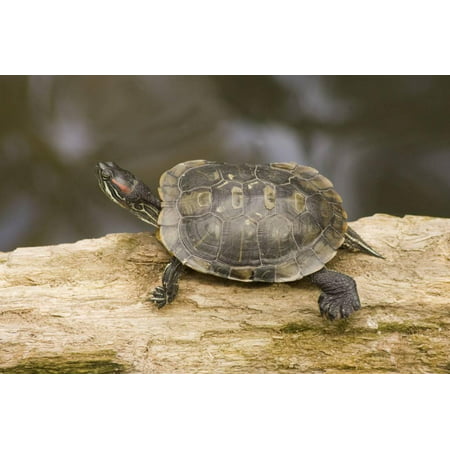 Red Eared Slider Turtle Print Wall Art By Hal