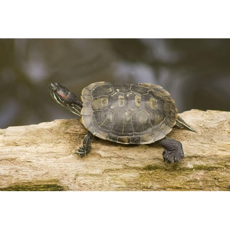 Red Eared Sliders Turtles - Red Eared Slider Turtle Print Wall Art By Hal Beral