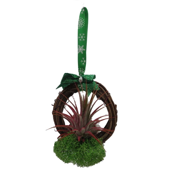 Surprise Holiday Wreath - Air Plant - Tillandsia - 3"