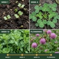 thumbnail image 5 of Old Cobblers Farm™ Wicked Tuff Turf Kentucky Pride Red Clover - Fast-Growing, Resilient Clover Seed for Lawns, Pastures, Cover Crops & Soil Health (5 lbs | 10 lbs | 15 lbs | 20 lbs)(5lbs), 5 of 9
