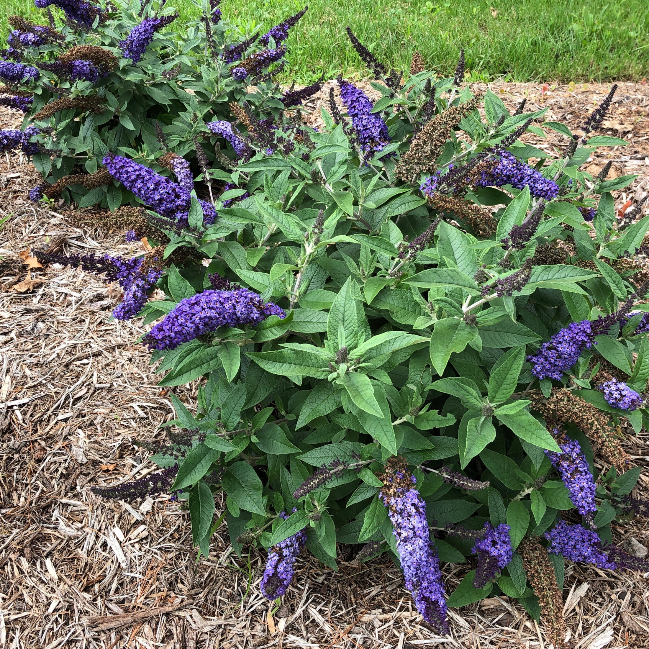 Proven Winners ColorChoice 6" Pugster Blue Butterfly Bush Live Plant in 7.5" Pot