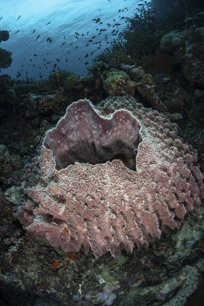 A massive barrel sponge grows n the Solomon Islands Canvas Art - Ethan DanielsStocktrek Images (23 x 34)