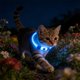 thumbnail image 4 of Collar De Plástico Collar LED azul recargable por USB con luz intermitente para perros pequeños, medianos y grandes. Collar de seguridad para mascotas con visibilidad nocturna (1 unidad). JASKFLY, 4 of 8