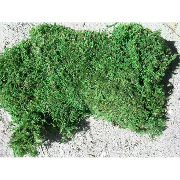 Living Moss - Sheet Moss Perfect for Terrariums and Bonsai by HetayC | Live  Arrival is Guaranteed
