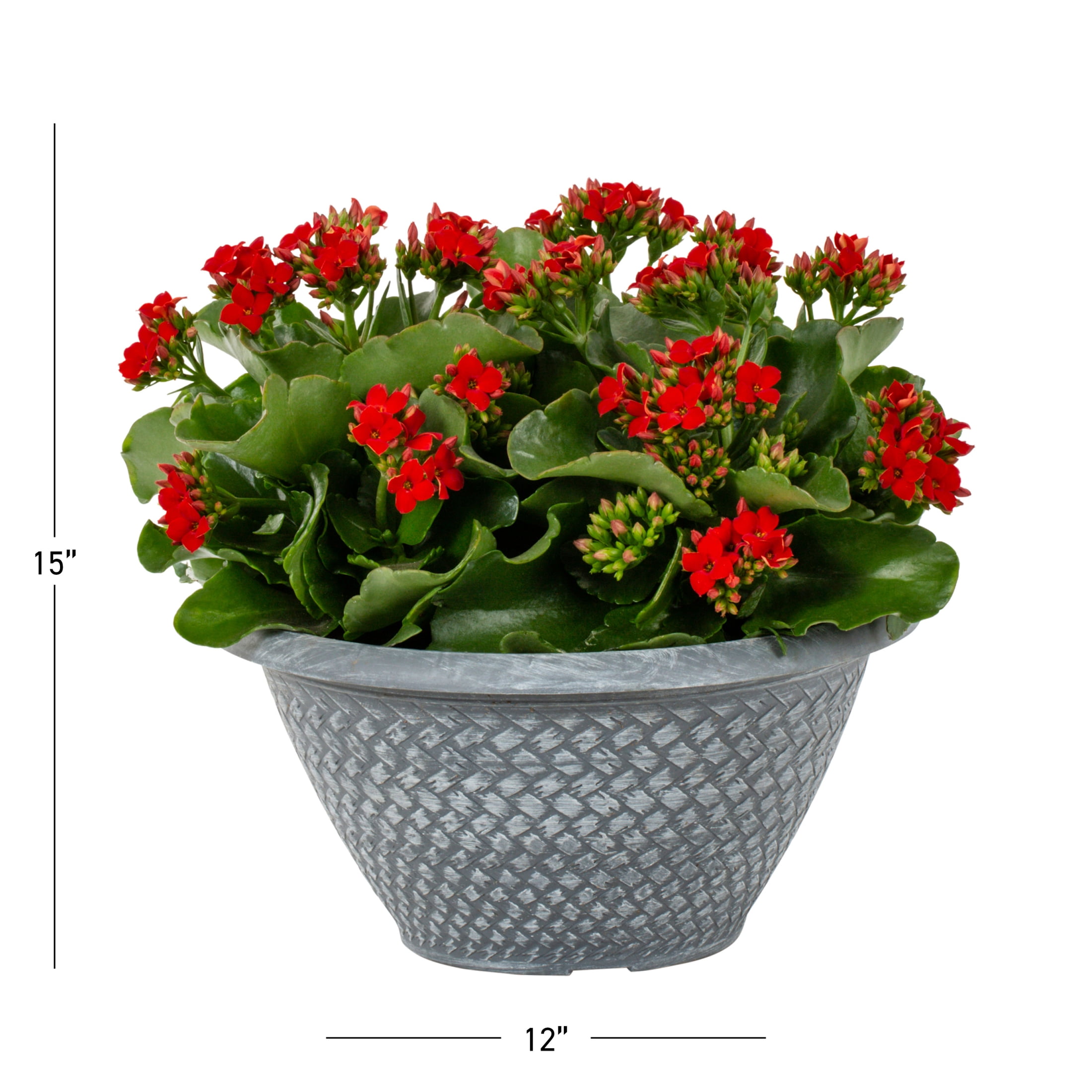 Better Homes & Gardens 3QT Multicolor Kalanchoe Live Annual Plant Decorative Pot Sun