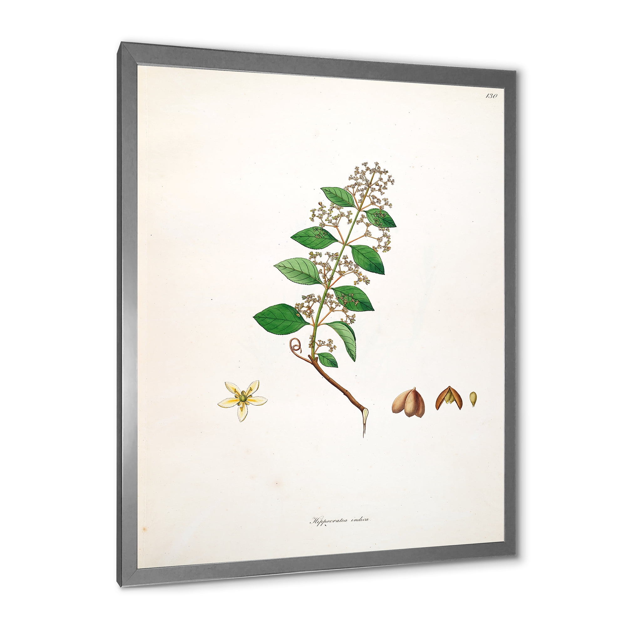 Designart 'Ancient Botanicals I' Farmhouse Framed Art Print