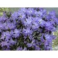 thumbnail image 3 of Blue Baron Rhododendron - Very Hardy - Spectacular - 4" Pot, 3 of 4
