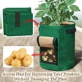 thumbnail image 2 of SUNRISEUMBRELLA Green Potato Grow Bags Large Garden Planting Bag with Flap Window and Durable Handle Outdoor Use 11 Gallon (1 Pack), 2 of 4