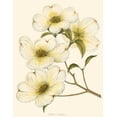 thumbnail image 2 of Silva, John 26x32 Gold Ornate Wood Framed with Double Matting Museum Art Print Titled - Dogwood, 2 of 4