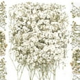 thumbnail image 2 of 100PCS Bulk Dried Gypsophila Flowers for Pressing Craft DIY Materials for Bookmarks, 2 of 9