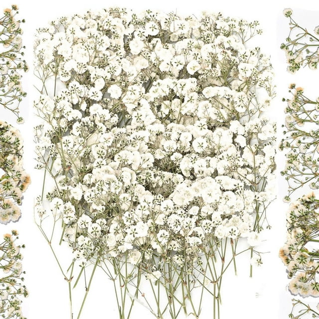 Bulk Dried Gypsophila Flowers For Pressing Craft DIY Materials Bookmark Making And 100PCS