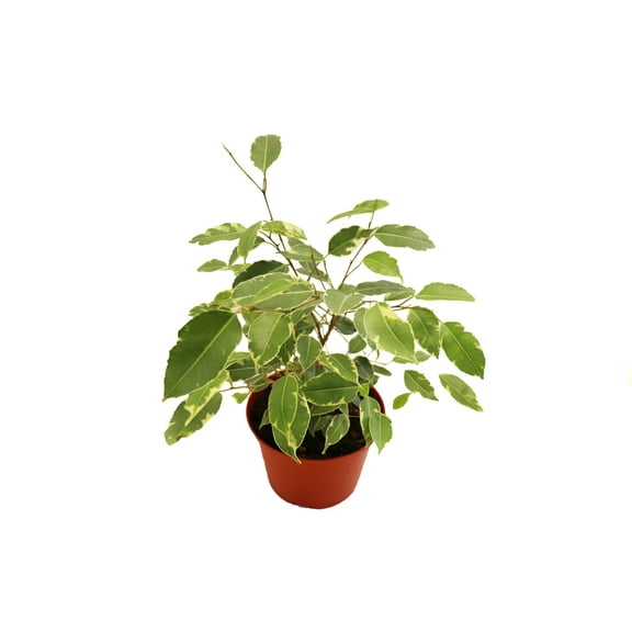 Ficus Benjamina Variegated - 6" from California Tropicals