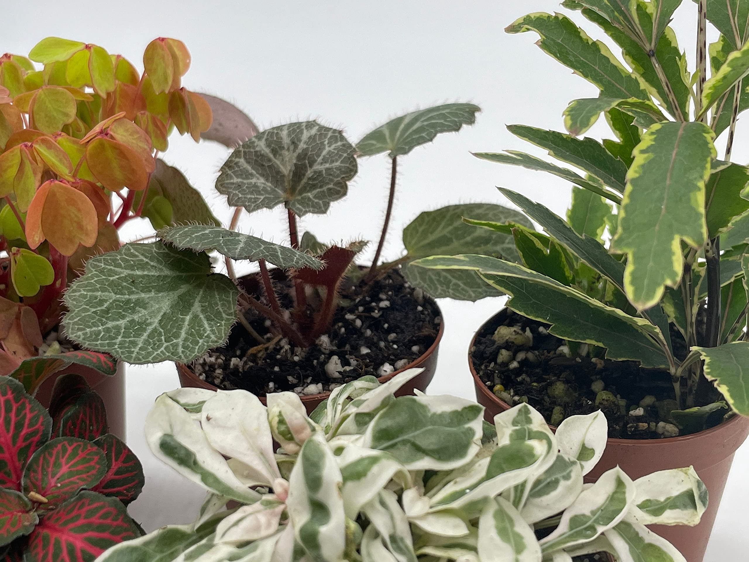 Florida House Plants Colorful Fern Set Live Plants in 2" Grower Pots (5 Count)
